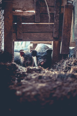 Small Vietnamese pigs on the farm
