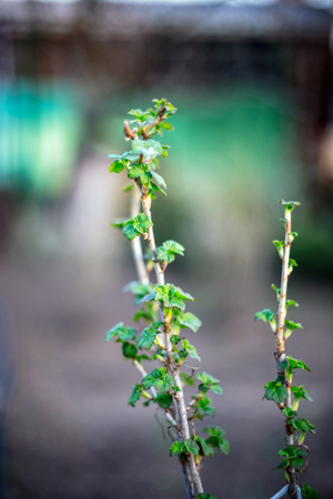 Branch of currant with young small green leaves.の写真素材