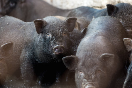 Small Vietnamese pigs on the farmの写真素材