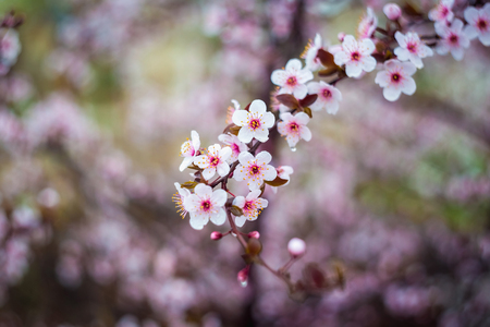 Beautiful spring blooming tree with a lot of flowers.の写真素材