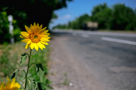 Wild sunflower grows at the edge of the road. Fight for life no matter what.の写真素材