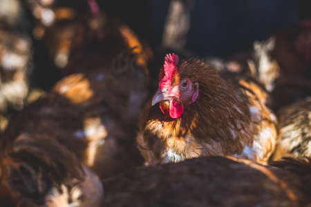 Chickens on the farm. Toned, style, color photoの写真素材
