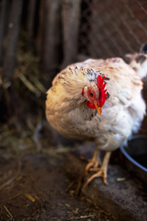 Chickens on the farm. Toned, style, color photoの写真素材