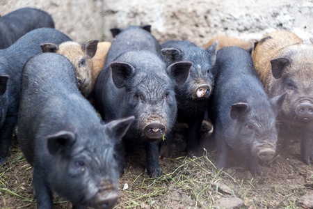 Small Vietnamese pigs on the farm.の写真素材