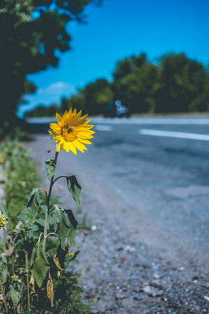Wild sunflower grows at the edge of the road. Fight for life no matter what.の写真素材