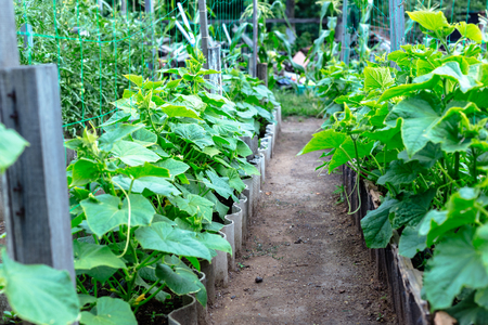 Young cucumbers in a small garden.の写真素材