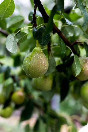 A green pear on a tree after a rain in droplets of dewの写真素材