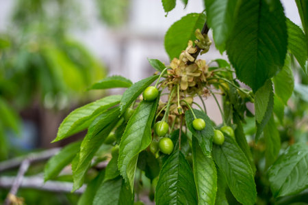 Branch of an unripe cherry.