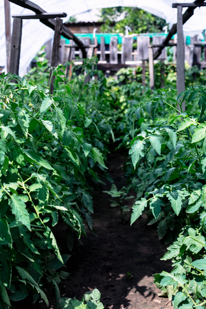 The rows of tomato seedlings home-grown produceの写真素材