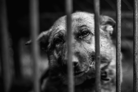 A big sad shepherd in an old aviary. Monochrome photoの写真素材