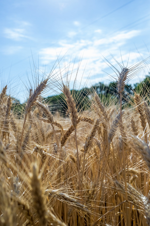 Wheat on the field. Plant, nature, rye. Rural summer field landscape.の写真素材