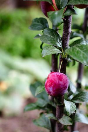 Beautiful plum on a small tree.の写真素材