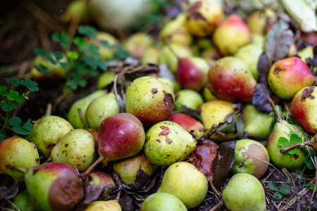 Rotten pears on the ground.の写真素材