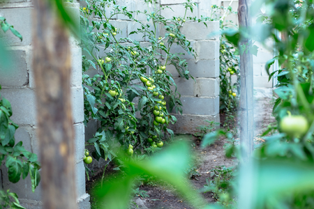 Unripe tomatoes in homemade greenhouseの写真素材