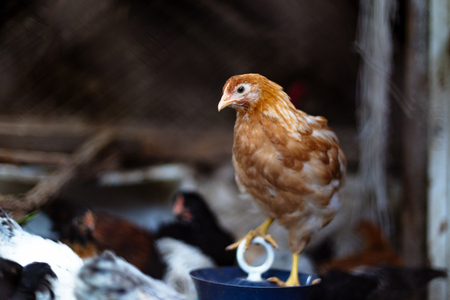 Chickens on the farm. Toned, style, color photo.の写真素材