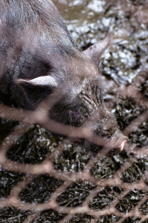 Vietnamese pigs on the farmの写真素材