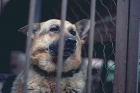 A big sad shepherd in an old aviary. Toned, style photoの写真素材