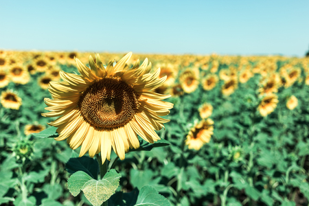 Beautiful sunflower field in the afternoon.の写真素材
