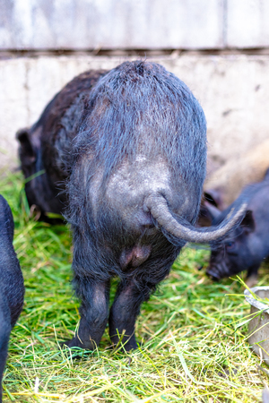 Rear view of a black pig on the farmの写真素材
