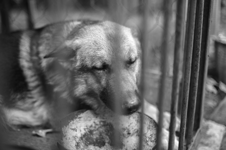 A big sad shepherd in an old aviary. Monochrome photoの写真素材