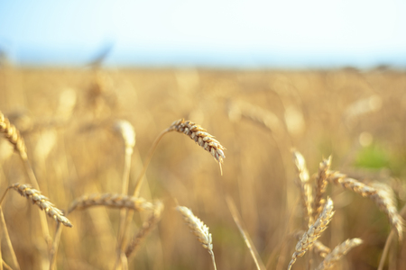 Wheat on the field. Plant, nature, rye. Rural summer field landscapeの写真素材