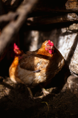 Chickens on the farm.の写真素材