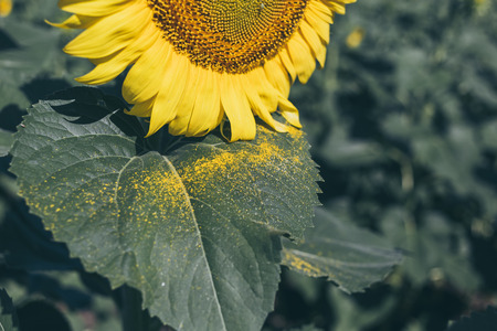 Beautiful sunflower field in the afternoon.の写真素材