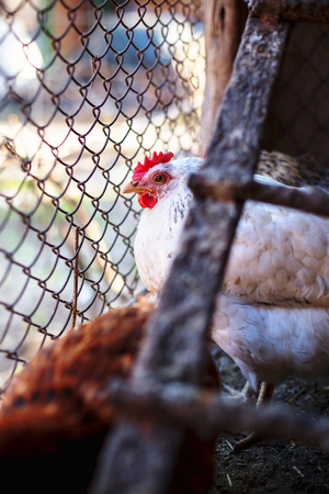 Chickens on the farm.の写真素材