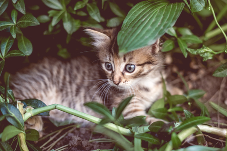Cute tabby little kitten in the grass.の写真素材