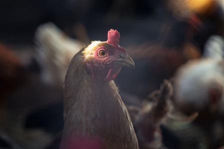 Chickens on the farm. Toned, style, color photoの写真素材