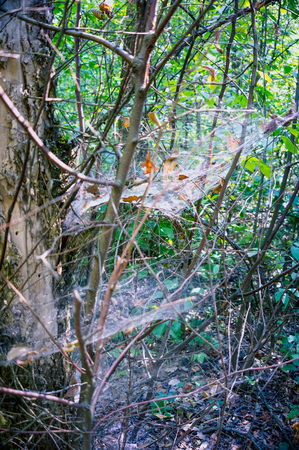 A web around a tree in the forest.の写真素材