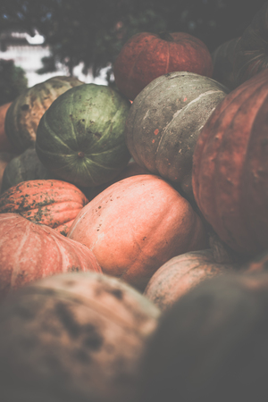 Heap of dirty pumpkins. Toned, style photoの写真素材