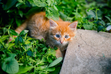 Cute red kitten in the grass.の写真素材