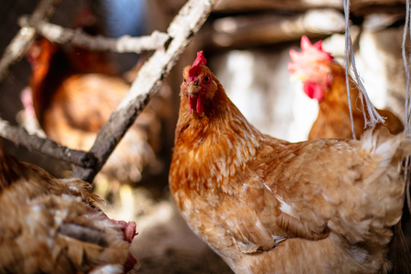Chickens on the farm. Toned, style, color photoの写真素材