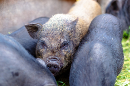 Vietnamese pigs on the farm.の写真素材