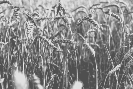 Wheat on the field. Plant, nature, rye. Rural summer field landscape. Monochrome photoの写真素材