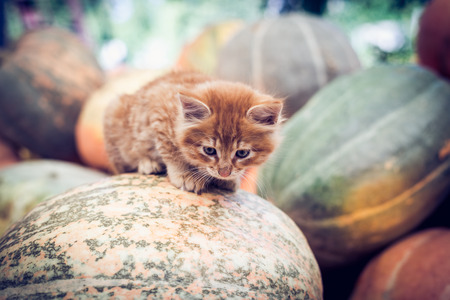 Cute red kitten sitting on a pile of pumpkins.の写真素材