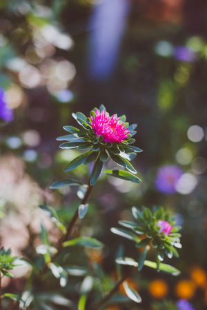 Beautiful pink flower in the gardenの写真素材