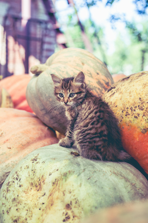 Cute gray kitten sitting on a pile of pumpkins.の写真素材