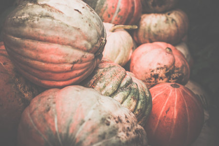 Heap of dirty pumpkins.の写真素材