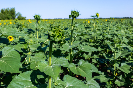 Beautiful sunflower field in the afternoon.の写真素材