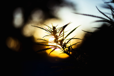 Branch of cannabis and marijuana.の写真素材