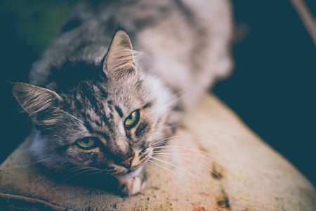 Beautiful gray rural cat in countrysideの写真素材
