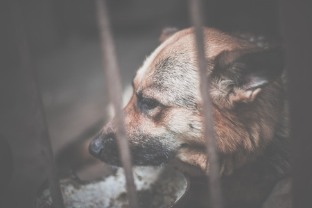 A big sad shepherd in an old aviary. Toned, style photoの写真素材