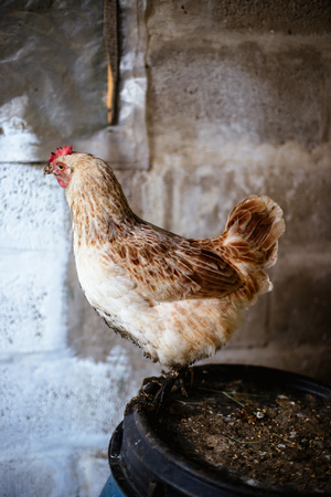 Chickens on the farm. Toned, style, color photoの写真素材