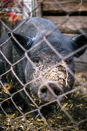 Vietnamese pigs on the farm