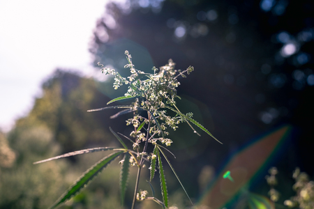 Branch of cannabis and marijuana in sunset. Ganja, hemp beautiful treeの写真素材