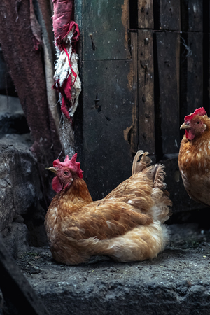 Chickens on the farm. Toned, style, color photoの写真素材