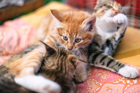 Two kittens and their mother on a blanket.の写真素材