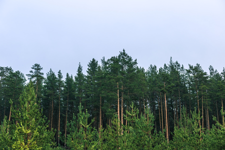 The tops of the trees in the pine forest against the gray sky. Preparation for design with the place for the textの写真素材